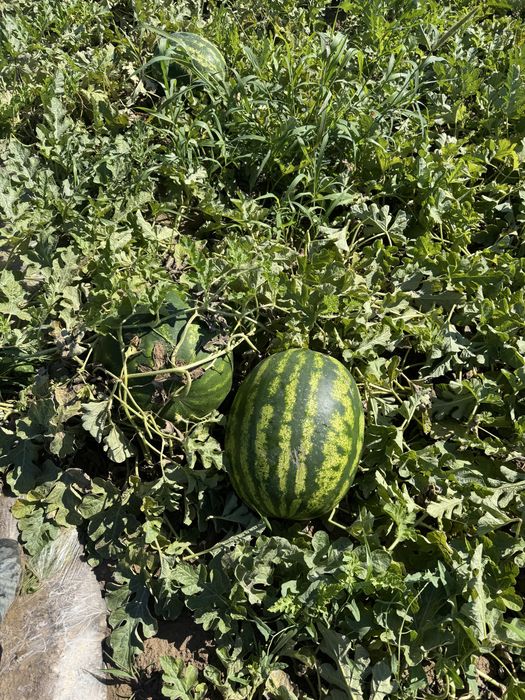 Продам арбузы.