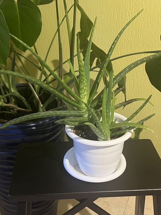 Комнатные цветы Алоэ вера