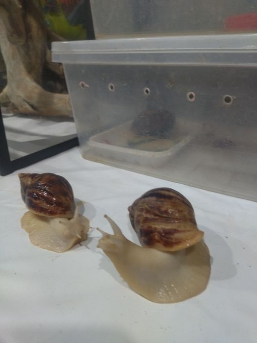 Продаются Улитки Ахатина