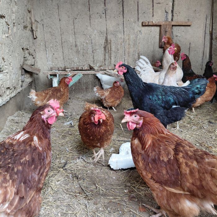 Продаются куры домашние возраст 8 месяцев все привиты вакцинированный