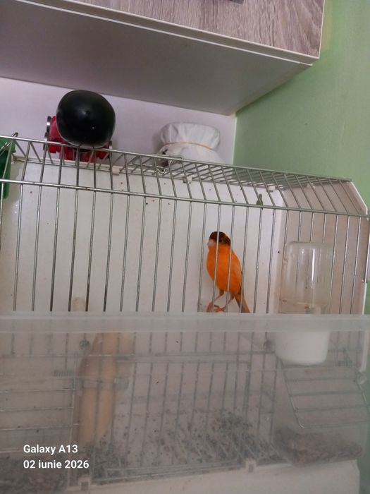Canar energic si cantaret
