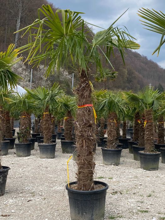 Palmieri Trachycarpus Ornamentali pentru Curți și Grădini Elegante