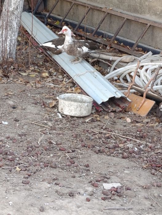 Продается индаутки