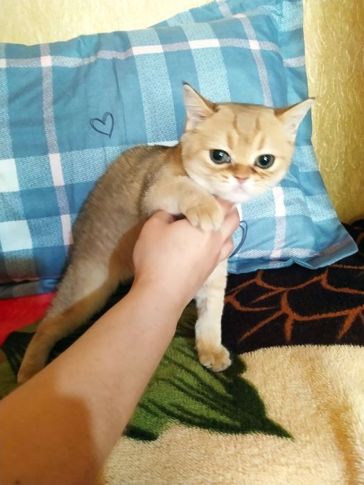 Продаются британская золотая шиншила