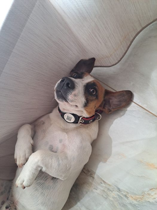 Jack Russel terier mascul