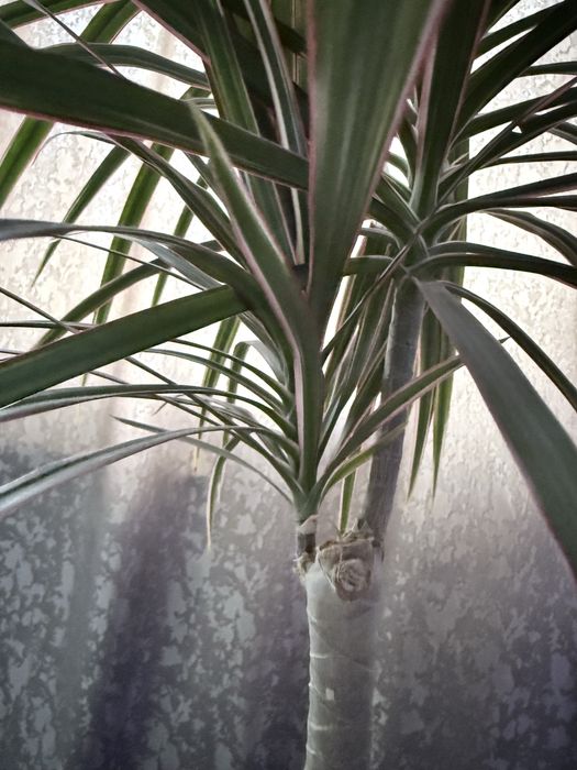 Драцена камнатная 5000 т