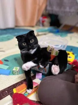 Отдам котика в добрые руки