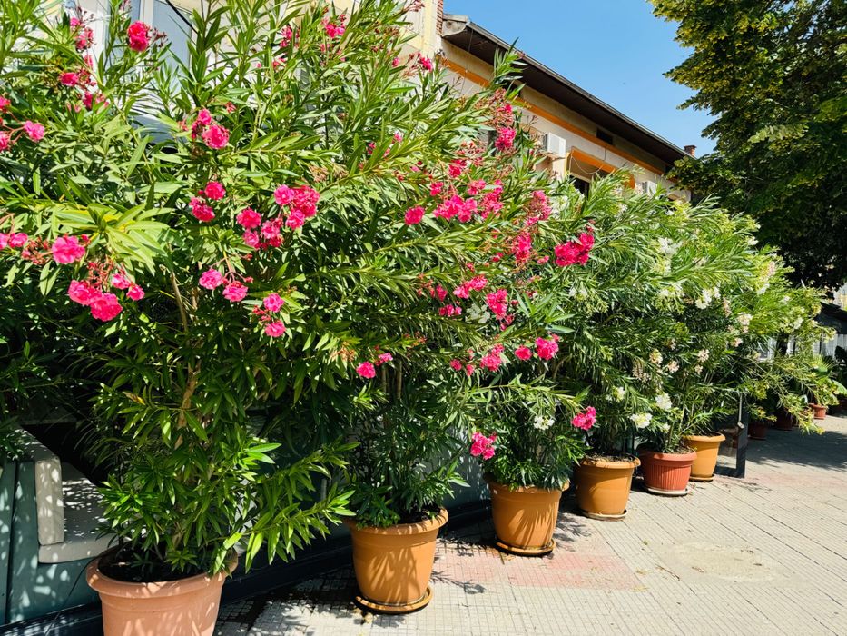 Продават се : Олеандър