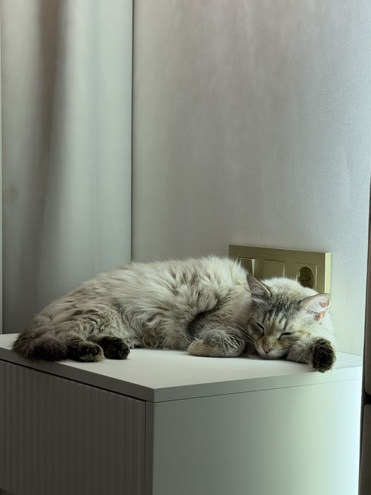 Отдам кошку в добрые руки