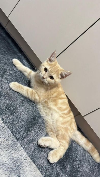 Котя  британский