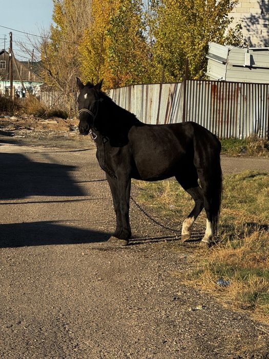 Продается кобыла