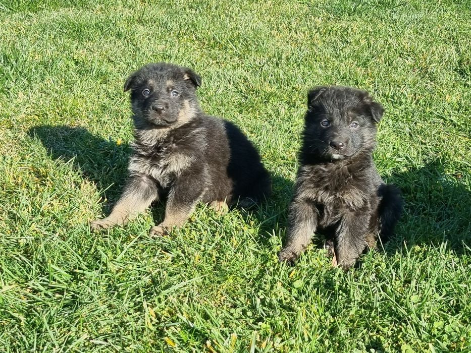 Малки немски овчарки