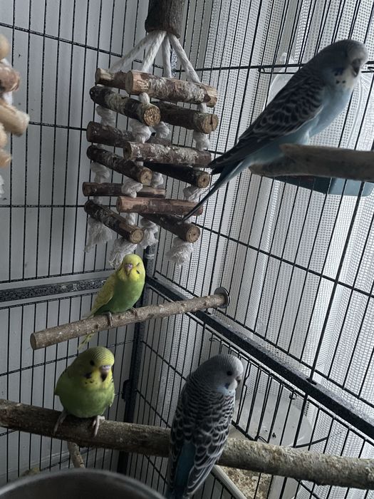 Pui de perusi si nimfa