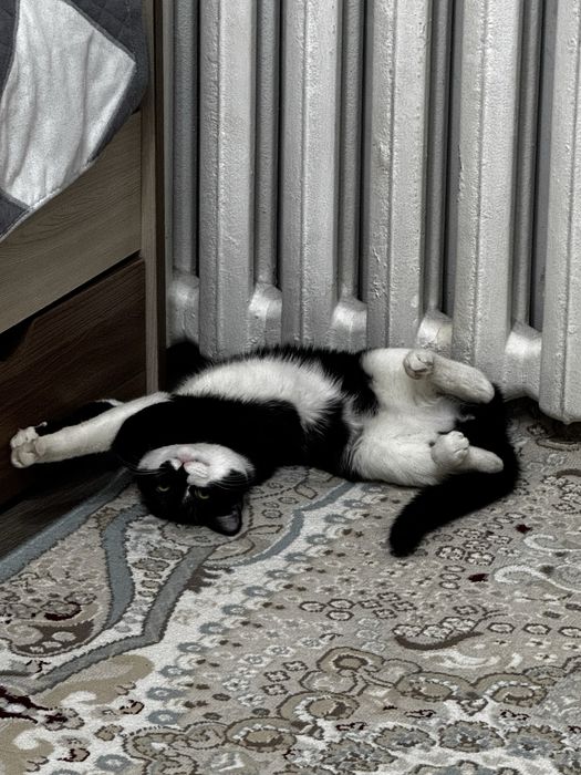 Отдам кота в добрые руки