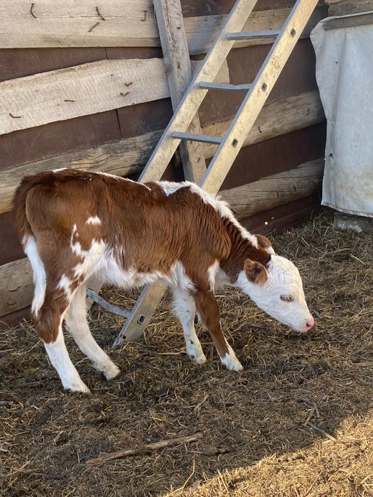 2 бас бұзау сатылады