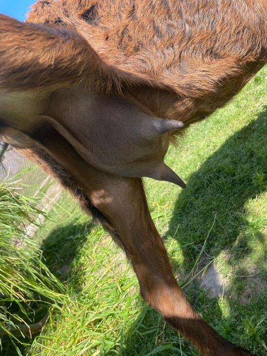 Vând familie anglo nubian