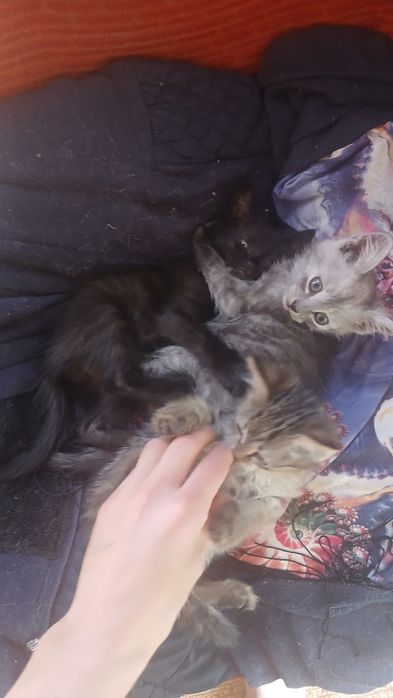 ОТДАМ КОТЯТ В ДОБРЫЕ РУКИ,девочки,кушают ,пьют,и даже к лотку приучены