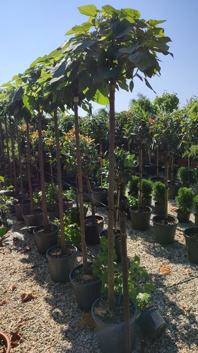 Catalpa,platan, photinia