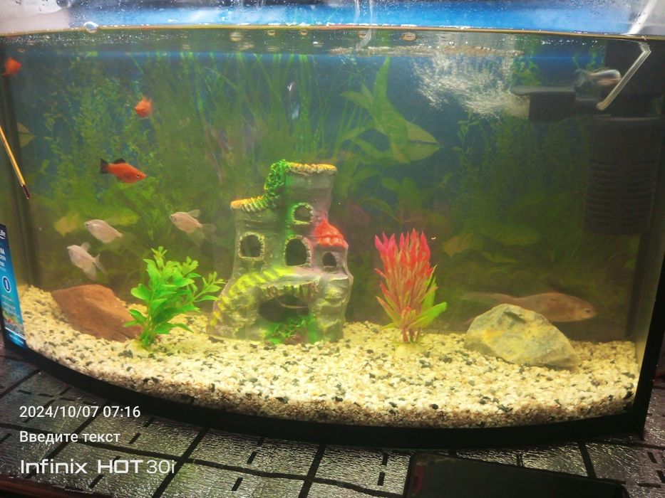 Аквариум балиги БН сотилади хамма нарсаси БН енги