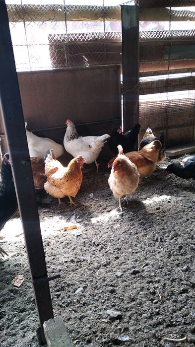 Курицы молодые и красивые