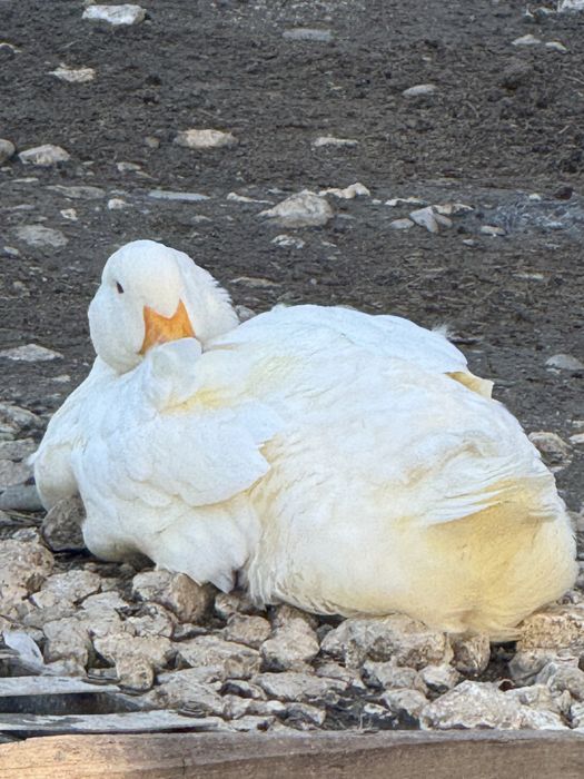 Rațe Pekin mature