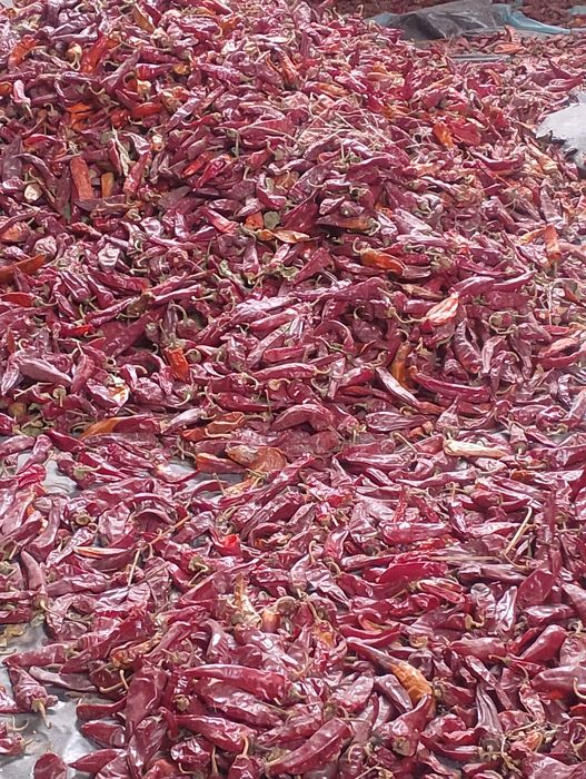 Quruq qalampir bor 40 mingdan