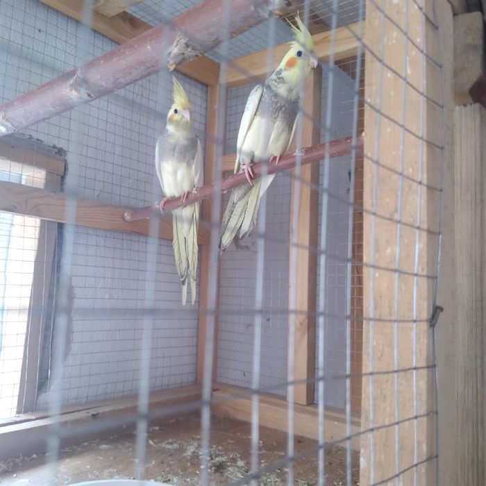 Попугай Карелла птенец