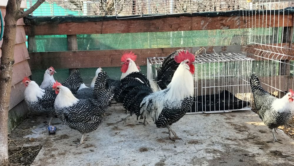Vând familie Brakel Argintiu