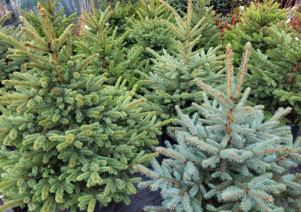 Хвойный растение