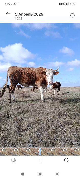 Продам племенных тёлок
