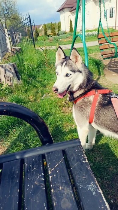 Vând Husky Siberian rasă pură