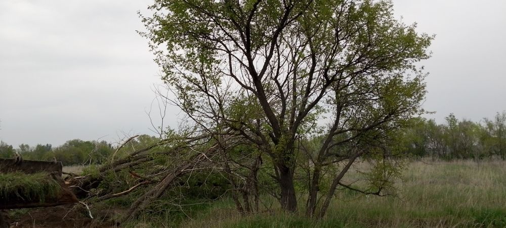 Дрова без платна агаш