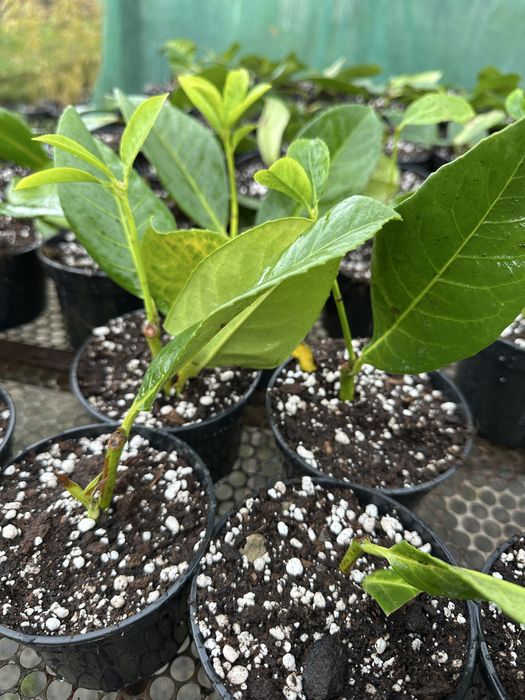 Butasi Laur englezesc, Leylandii, Euonymus, Photinia, Hortensie, rasad