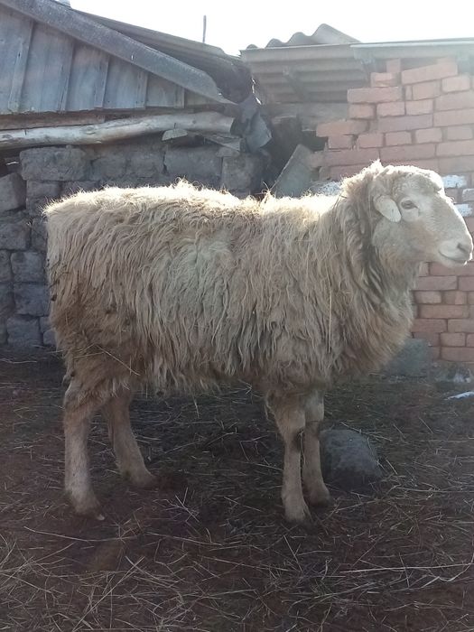 Продам барана производителя