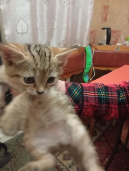 Отдаем котят в добрые руки