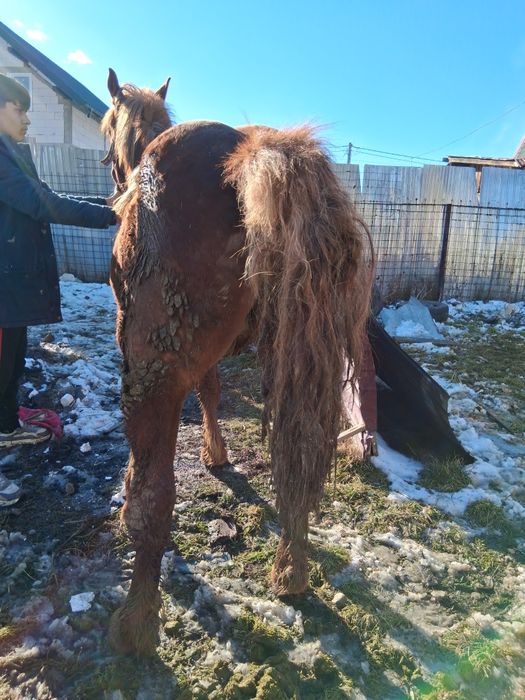 Vând mânz de un an fff cuminte și blând