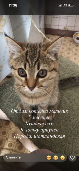 Отдам шатланская порода