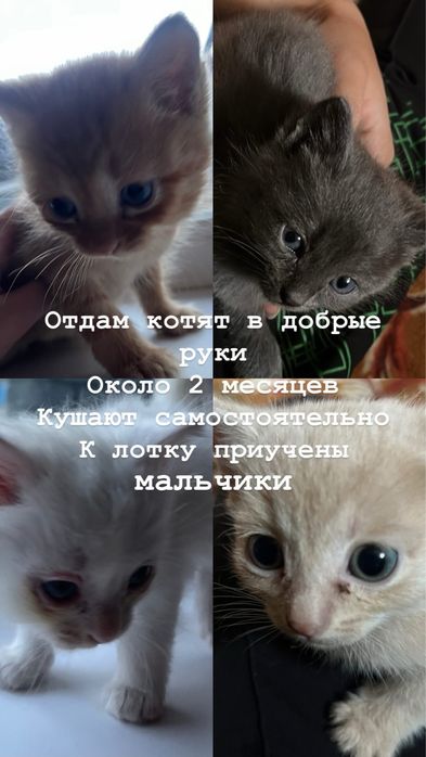 Отдам котят в добрые руки