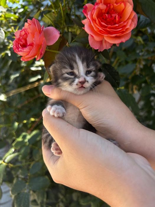 Отдадим котят в добрые руки