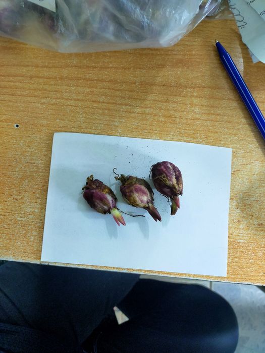 Продажа: Цветы и растения для сада