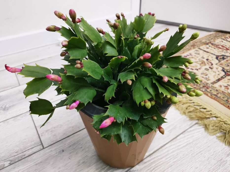 Комнатные растения, доставка