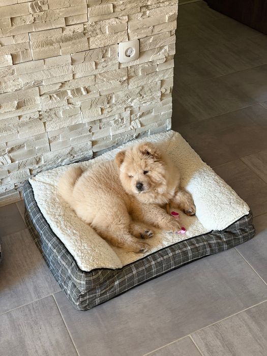 Чау Чау (Chow Chow)