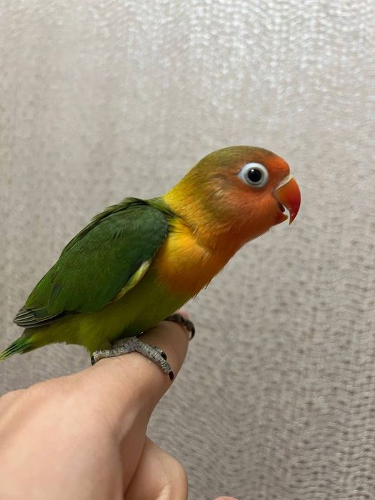 Продается ручной попугай
