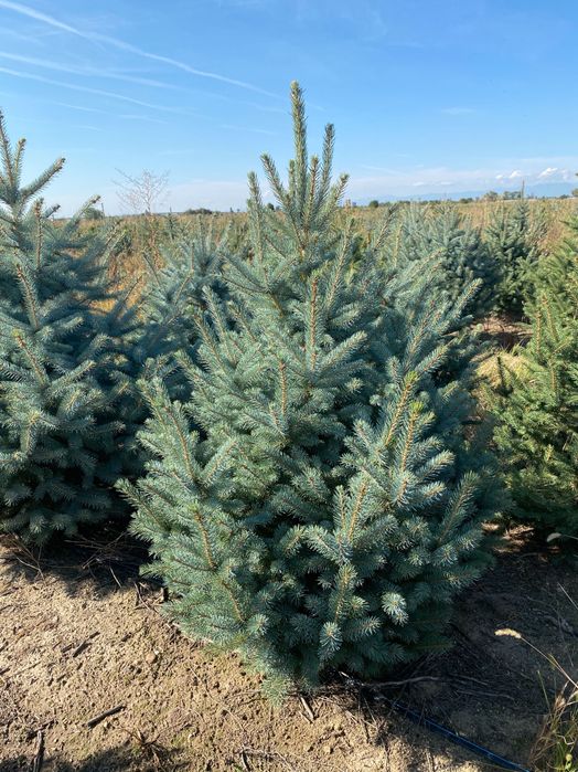 Живи елхи,сребрист смърч,кедър,бор.