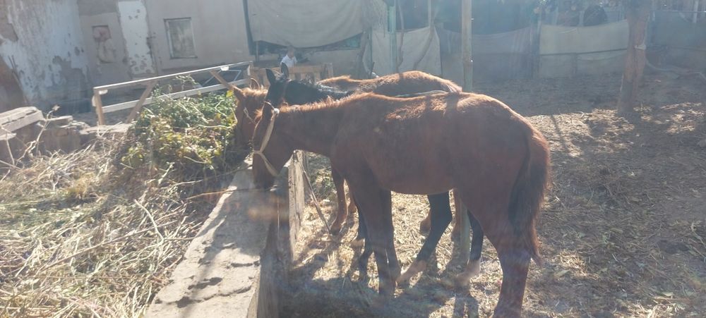 От той 2 та эркак 1 та ургочи