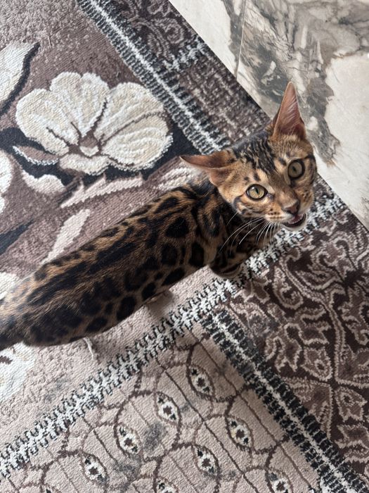 Бенгальский котенок 4 месяца