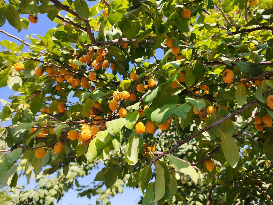 Продается  5 комнатный дом, торг