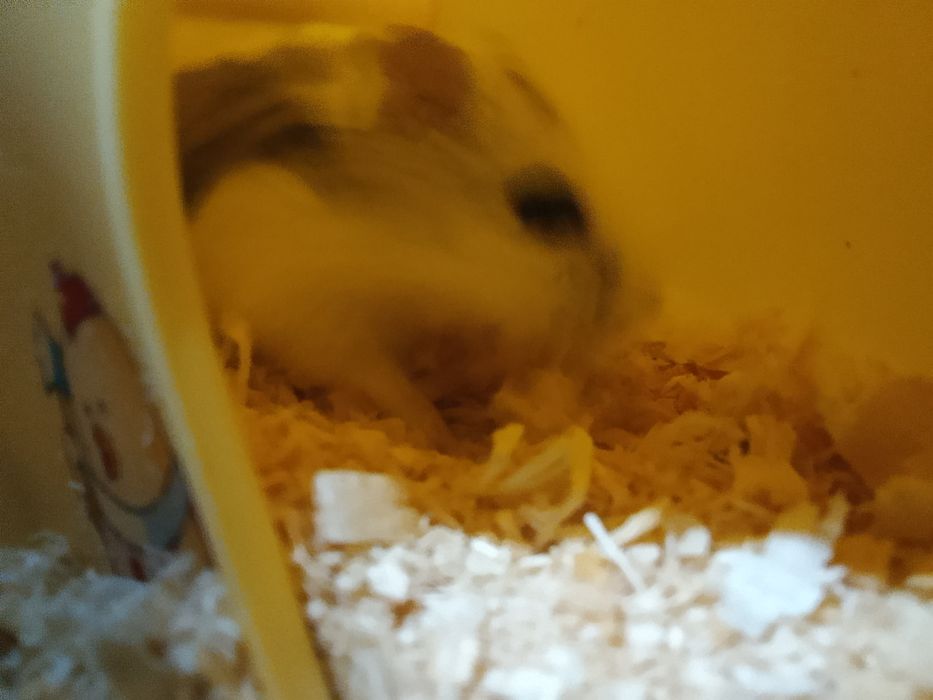 Хомяк Самка хороший