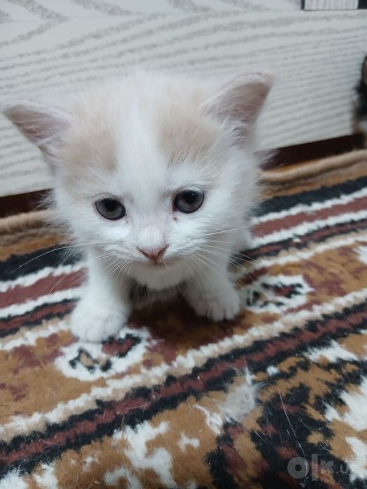 Отдам котят бесплатно