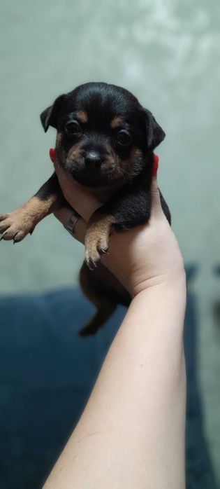 Продам щенков Пинчер